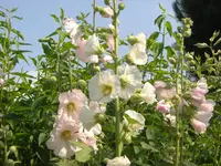0407.2010 037.webp