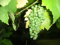 CIMG5717.webp