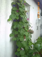 PICT0043.webp