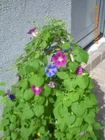 PICT0026.webp