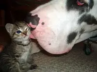 v l v.webp