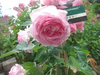 6.8.2010 055.webp