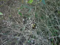 Spinne 001.webp