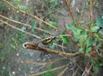 Spinne 004.webp