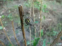 Spinne 005.webp