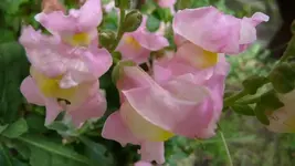 Löwenmäulchen.webp