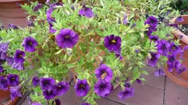 Petunie.webp