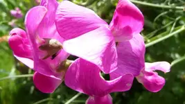 Wicke.webp