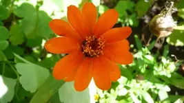 Zinie.webp