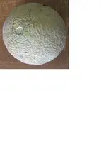 unbekannte Melone.webp