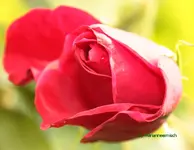 rose mit tropfen.webp