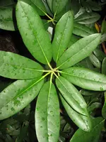 G_0151.webp