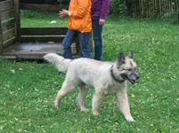 Italienertreffen 043.webp