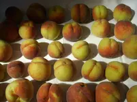 Früchte 024.webp