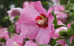 Hibiskus-GaForum.webp
