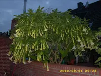 DSCI0166.webp