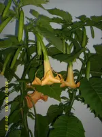 DSCI0165.webp