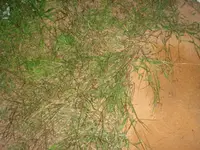 hirse.webp