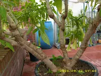 DSCI0167.webp