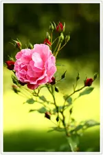 HG_Rose_2010-09-02_002.webp