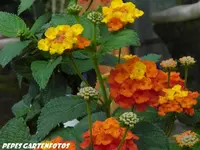 pflanze (1 von 1).webp