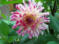 Dalie.webp