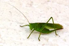 PGrünesHeupferd_Web.webp