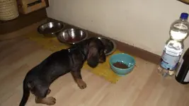 Brixi holen und erster tag im neuen zu hause 015.webp