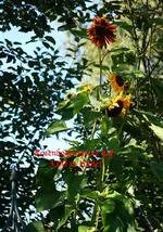 Monster-Sonnenblume.webp