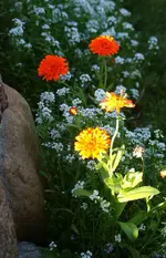 Ringelblume.webp