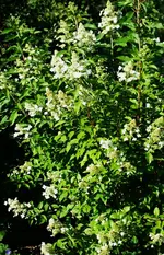 Rispenhortensie.webp