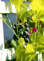 blaue Trauben.webp