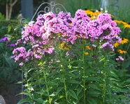 rosa Phlox.webp