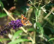Schmetterlingsflieder2.webp