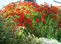 Sonnenbraut.webp
