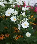 weiße Herbstanemone.webp