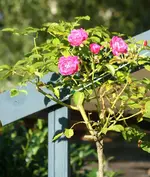 Unbekannte in Nachblüte.webp