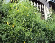 DSC00337 - 2010-09-01 - goldwaldrebendschungel.webp