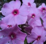 DSC00342 - 2010-09-01 - phlox nah.JPG