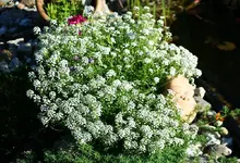 Schleifenblume.webp