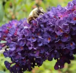 DSC00316 - 2010-09-02- buddleia.webp