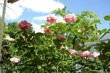 2010  -06 246.webp