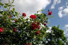 2010  Berlin 06 223.webp