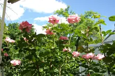 2010  Berlin 06 246.webp