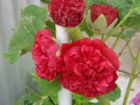 ALIM2506.webp