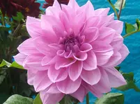 ALIM2508.webp