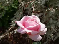 P6208469.webp