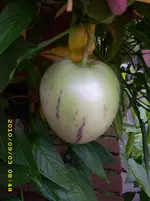 DSCI0177.webp