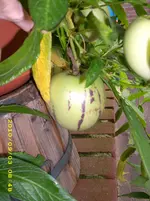 DSCI0178.webp