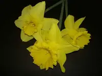 September 2010 072v.webp